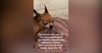 Copertina di Cieca, tremante e con soli tre denti: Regina Chihuahuabeth II diventa una star di Tiktok da oltre 18 milioni di visualizzazioni