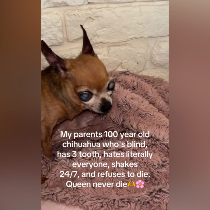 Cieca, tremante e con soli tre denti: Regina Chihuahuabeth II diventa una star di Tiktok da oltre 18 milioni di visualizzazioni