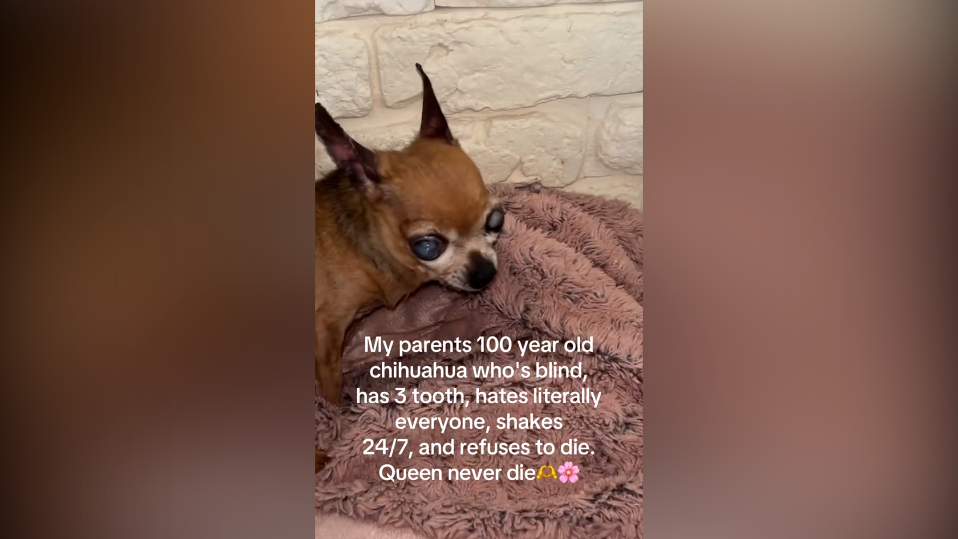 Cieca, tremante e con soli tre denti: Regina Chihuahuabeth II diventa una star di Tiktok da oltre 18 milioni di visualizzazioni Cieca, tremante e con soli tre denti: Regina Chihuahuabeth II diventa una star di Tiktok da oltre 18 milioni di visualizzazioni