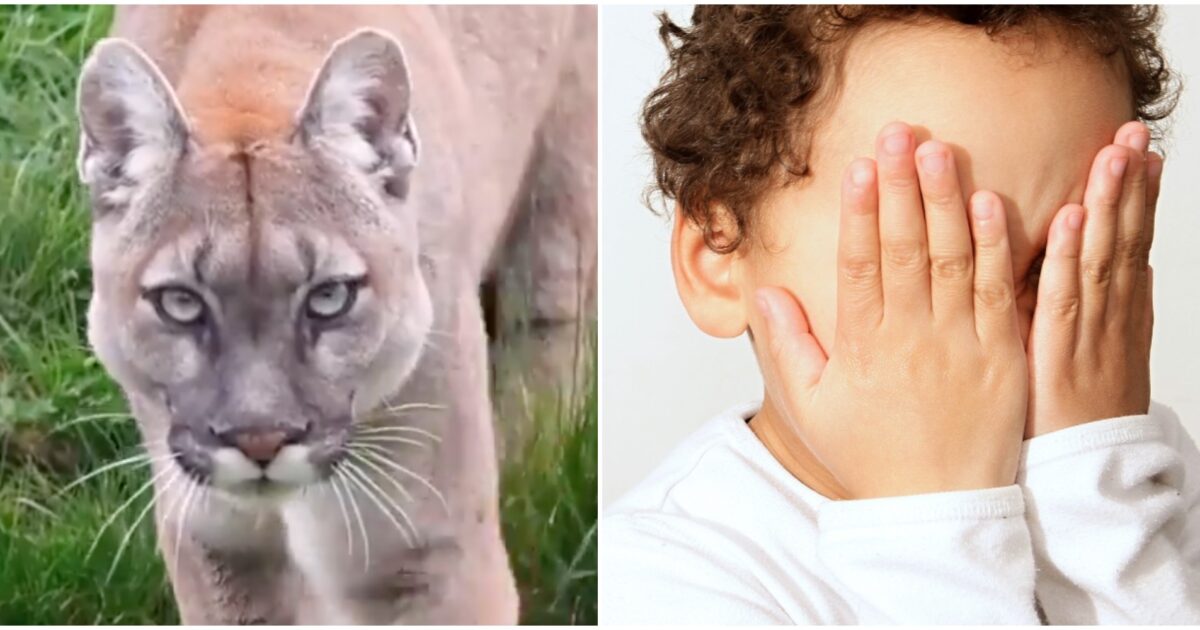 un puma azzanna un bambino di quattro anni il padre lo salva 200 un eroe il racconto dei testimoni