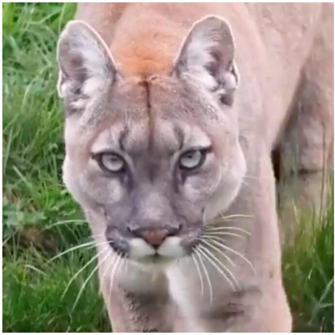 “Un puma azzanna un bambino di quattro anni, il padre lo salva. È un eroe”: il racconto dei testimoni