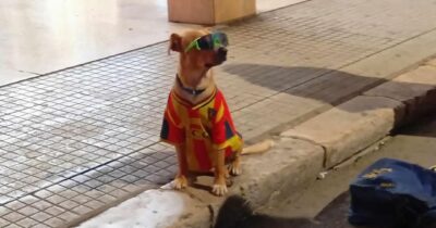 Copertina di “Questo povero cane è costretto a stare ore immobile sotto il sole cocente con la maglia da calcio e gli occhiali per l’elemosina, inaccettabile”: la denuncia a Lecce