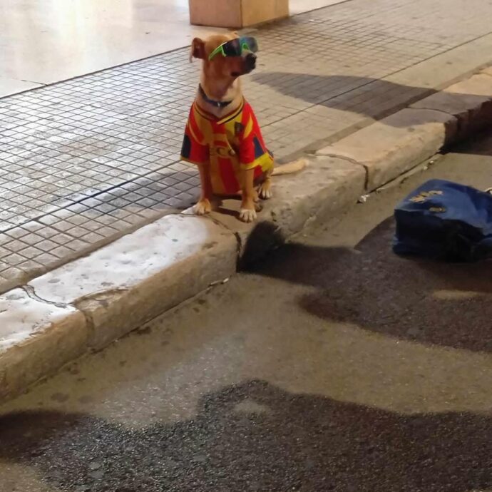“Questo povero cane è costretto a stare ore immobile sotto il sole cocente con la maglia da calcio e gli occhiali per l’elemosina, inaccettabile”: la denuncia a Lecce
