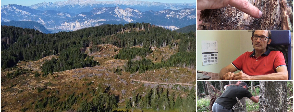 Copertina di Alpi devastate dal bostrico, l’insetto che distrugge i boschi: "Ora la politica vada oltre l’emergenza” | Videoreportage