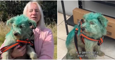 Copertina di “Dipinto di verde con uno spray tossico per chiedere elemosina”: cagnolino salvato in extremis dagli animalisti, indagato il proprietario