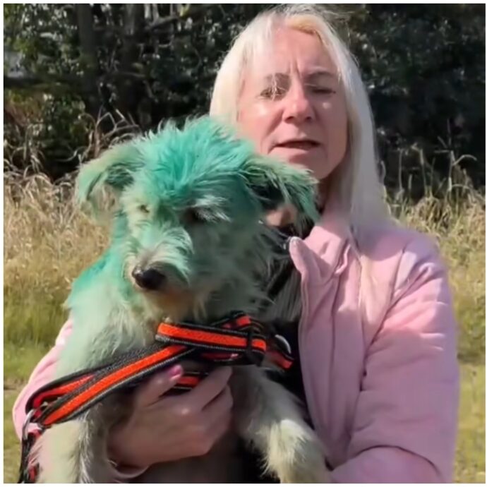 “Dipinto di verde con uno spray tossico per chiedere elemosina”: cagnolino salvato in extremis dagli animalisti, indagato il proprietario
