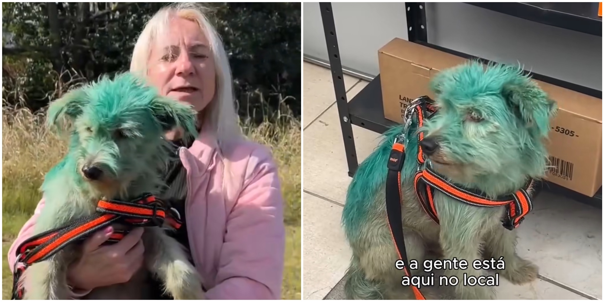 dipinto di verde con uno spray tossico per chiedere elemosina cagnolino salvato in extremis dagli animalisti indagato il proprietario