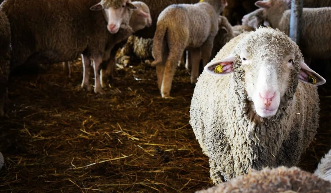 La ‘febbre delle pecore’ spaventa il centro Italia: oltre 400 focolai in 4 regioni. Gli allevatori denunciano: “Nessun piano di prevenzione, tutto a carico nostro” La ‘febbre delle pecore’ spaventa il centro Italia: oltre 400 focolai in 4 regioni. Gli allevatori denunciano: “Nessun piano di prevenzione, tutto a carico nostro”