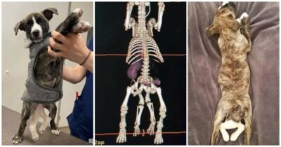 Copertina di “Nel suo corpo c’era anche il suo gemello mai sviluppato”: l’incredibile storia di Mila, il cane con zampe, tre orecchie e due intestini