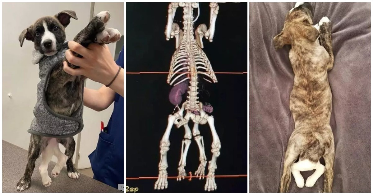 “Nel suo corpo c’era anche il suo gemello mai sviluppato”: l’incredibile storia di Mila, il cane con zampe, tre orecchie e due intestini
