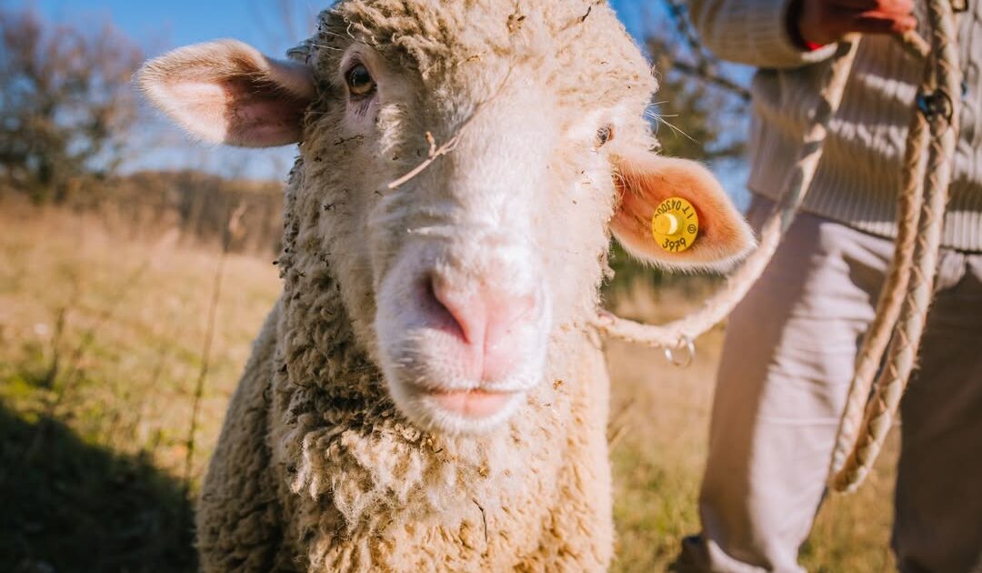 La ‘febbre delle pecore’ spaventa il centro Italia: oltre 400 focolai in 4 regioni. Gli allevatori denunciano: “Nessun piano di prevenzione, tutto a carico nostro”