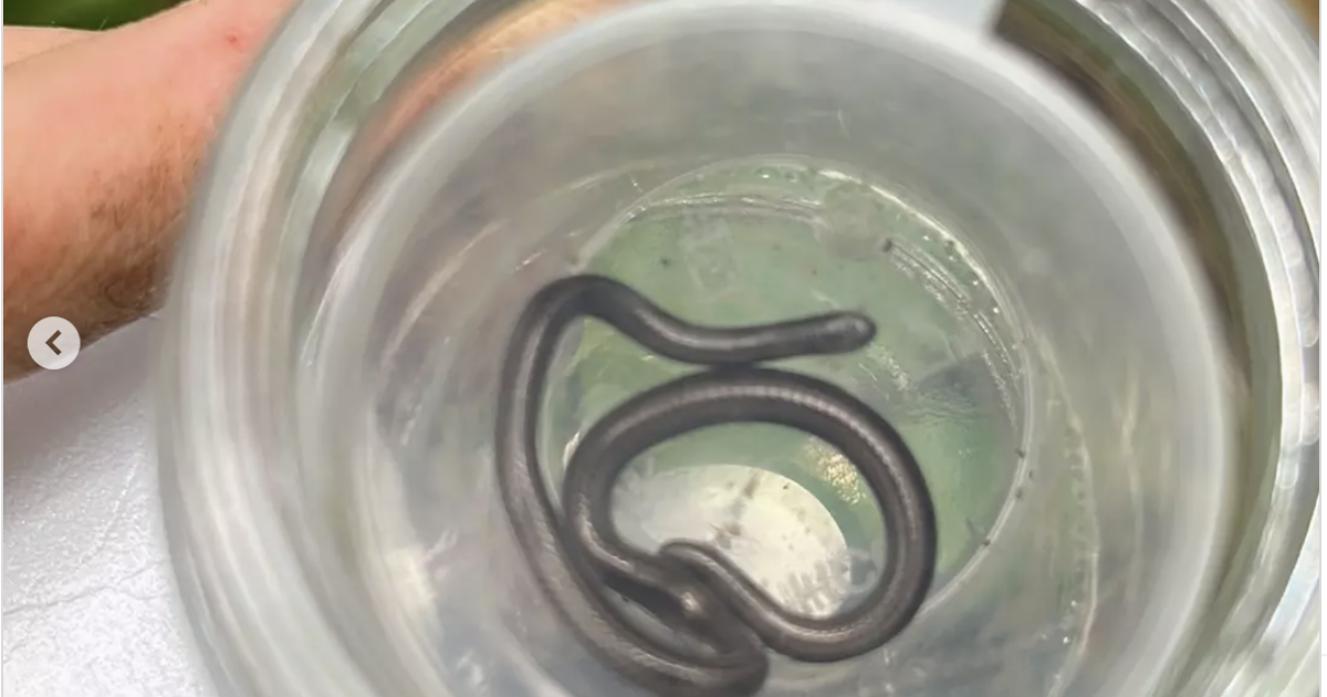 “È cieco e lungo come un fiammifero, si era nascosto sotto una pietra”: ritrovato dopo 20 anni il serpente più piccolo del mondo “È cieco e lungo come un fiammifero, si era nascosto sotto una pietra”: ritrovato dopo 20 anni il serpente più piccolo del mondo