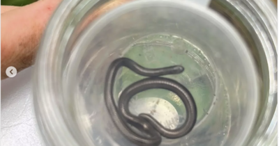 Copertina di “È cieco e lungo come un fiammifero, si era nascosto sotto una pietra”: ritrovato dopo 20 anni il serpente più piccolo del mondo