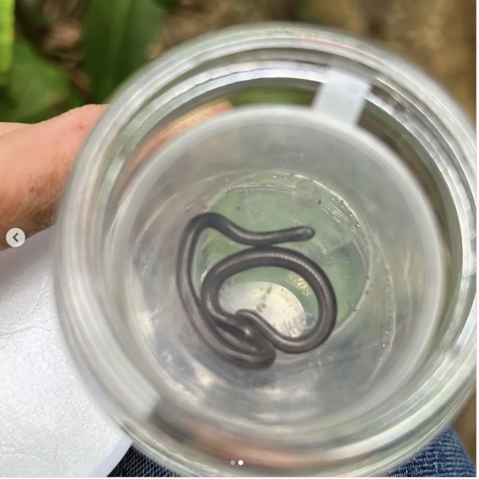 “È cieco e lungo come un fiammifero, si era nascosto sotto una pietra”: ritrovato dopo 20 anni il serpente più piccolo del mondo