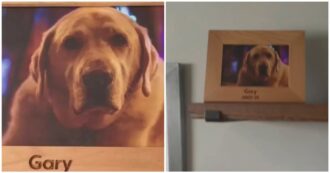 Copertina di “È normale se ho pianto per lui?”: entra in un Airbnb e trova la foto di un cane Golden Retriever, il video straziante è virale