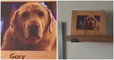 Copertina di “È normale se ho pianto per lui?”: entra in un Airbnb e trova la foto di un cane Golden Retriever, il video straziante è virale