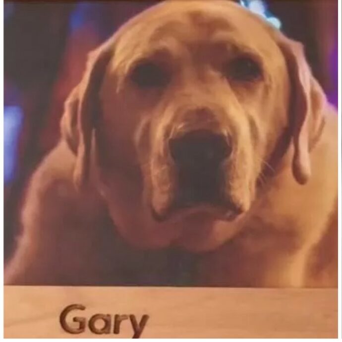 “È normale se ho pianto per lui?”: entra in un Airbnb e trova la foto di un cane Golden Retriever, il video straziante è virale