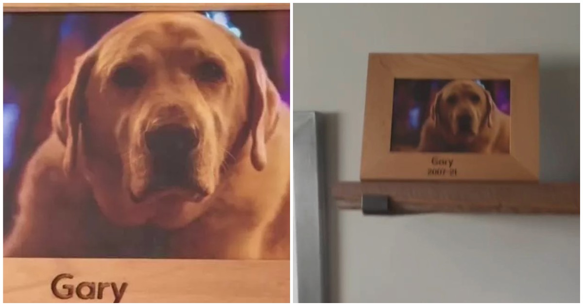 “È normale se ho pianto per lui?”: entra in un Airbnb e trova la foto di un cane Golden Retriever, il video straziante è virale “È normale se ho pianto per lui?”: entra in un Airbnb e trova la foto di un cane Golden Retriever, il video straziante è virale