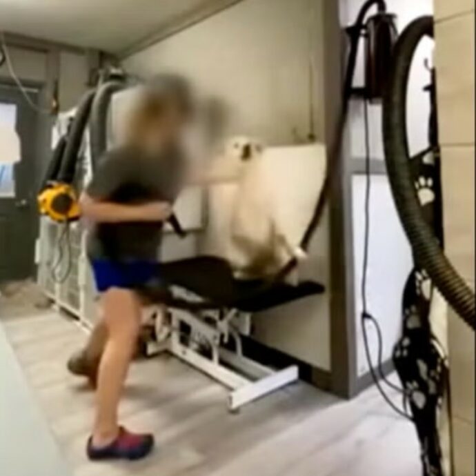 Pugni, schiaffi e calci ai cani che doveva toelettare: 28enne dipendente di 28 anni di una “Spa per animali” incastrata dai video “inquietanti” girati di nascosto da una collega