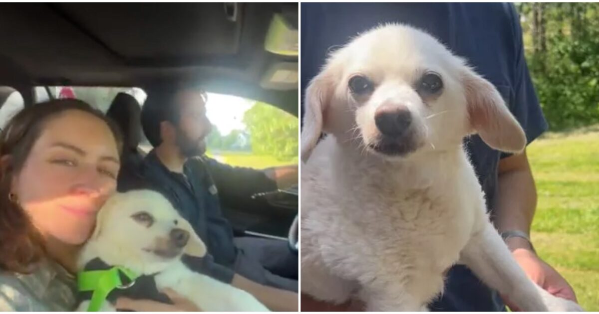 abbiamo speso l8217intero budget del nostro matrimonio per salvare il nostro cane elvis viene prima di tutto la decisione di heather