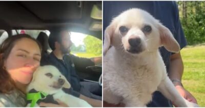 Copertina di “Abbiamo speso l’intero budget del nostro matrimonio per salvare il nostro cane Elvis. Viene prima di tutto”: la decisione di Heather