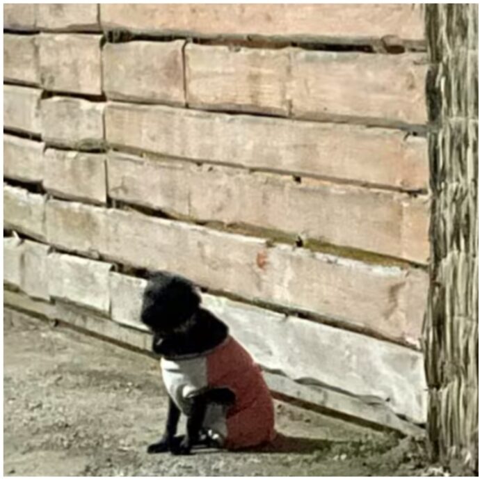 “Abbandonato dopo l’arrivo di un nuovo cucciolo, il cagnolino Onix continua a vivere davanti il cancello di casa”: commozione sui social – IL VIDEO