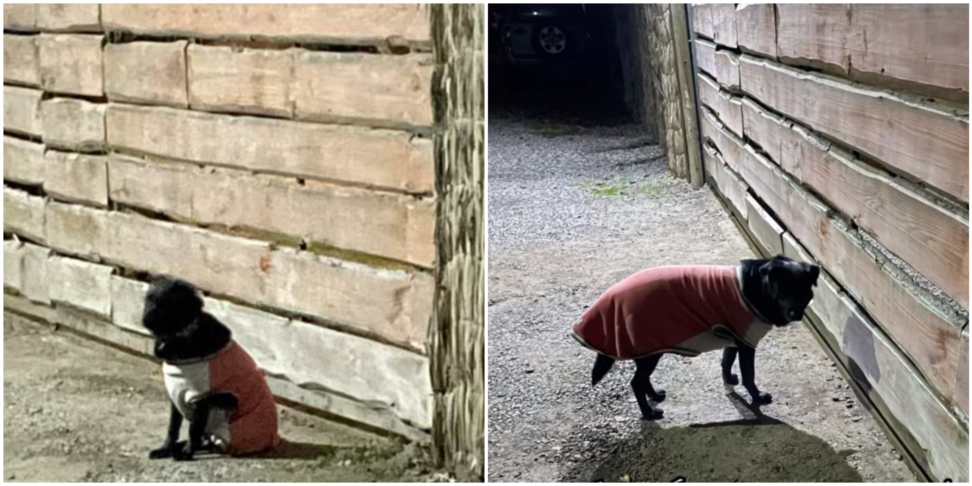 abbandonato dopo l8217arrivo di un nuovo cucciolo il cagnolino onix continua a vivere davanti il cancello di casa commozione sui social 8211 il video