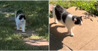 Copertina di “Da undici anni il gatto Ruben si presenta davanti alla stessa casa”: il motivo è commovente – IL VIDEO