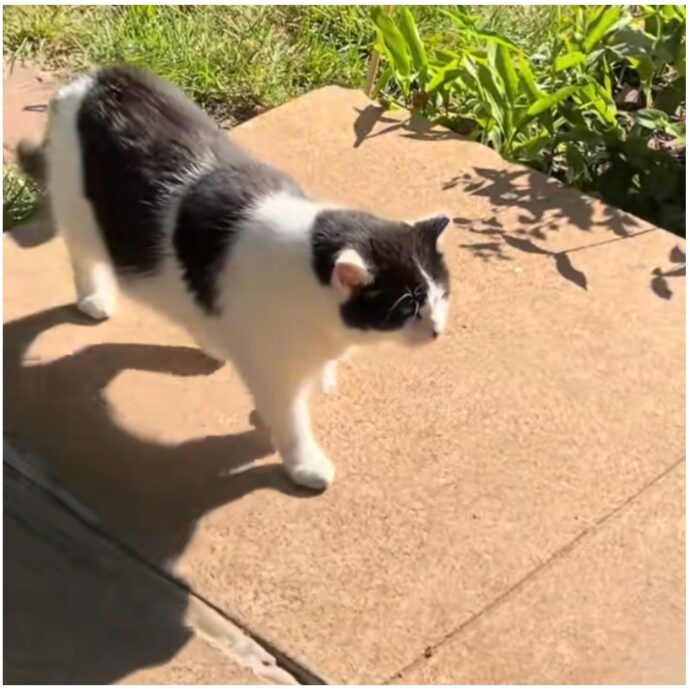 “Da undici anni il gatto Ruben si presenta davanti alla stessa casa”: il motivo è commovente – IL VIDEO