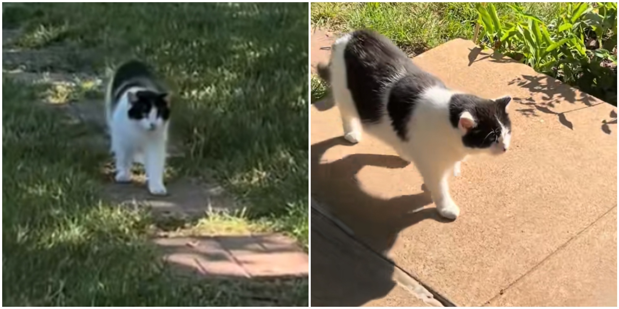 da undici anni il gatto ruben si presenta davanti alla stessa casa il motivo 232 commovente 8211 il video