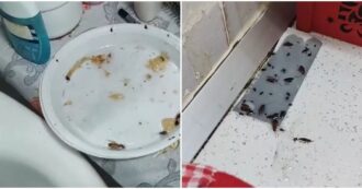 Copertina di “La nostra casa è invasa dalle blatte, sono state eseguite due disinfestazioni ma non si è risolto il problema. Chiediamo aiuto”: la denuncia social – VIDEO