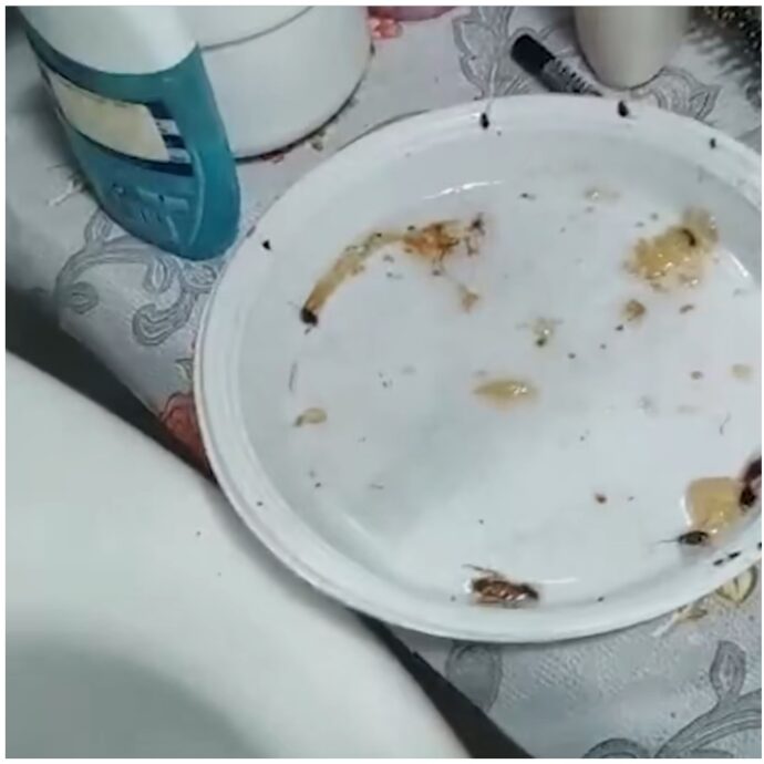 “La nostra casa è invasa dalle blatte, sono state eseguite due disinfestazioni ma non si è risolto il problema. Chiediamo aiuto”: la denuncia social – VIDEO