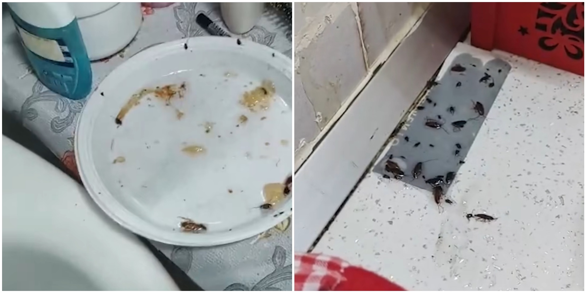 “La nostra casa è invasa dalle blatte, sono state eseguite due disinfestazioni ma non si è risolto il problema. Chiediamo aiuto”: la denuncia social – VIDEO