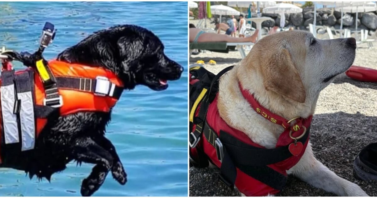 “I cani bagnini salvano tre persone nelle acque di Balestrate”: il gesto eroico di Nala e Baloo “I cani bagnini salvano tre persone nelle acque di Balestrate”: il gesto eroico di Nala e Baloo