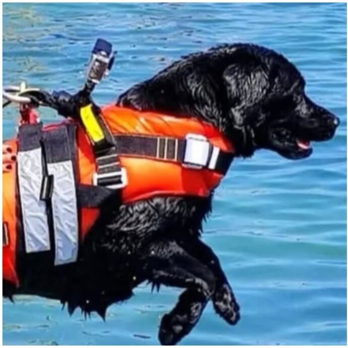 “I cani bagnini salvano tre persone nelle acque di Balestrate”: il gesto eroico di Nala e Baloo