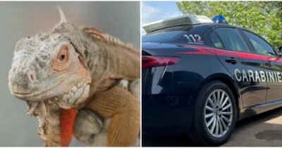 Copertina di “Iguana detenuto illegalmente nel salotto”: 40mila euro di multa per il proprietario e confisca dell’animale