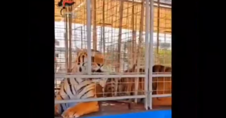 Copertina di Due leoni e due tigri detenuti illegalmente, sequestro in un circo nel Brindisino: il video dei carabinieri