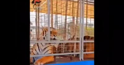Copertina di Due leoni e due tigri detenuti illegalmente, sequestro in un circo nel Brindisino: il video dei carabinieri