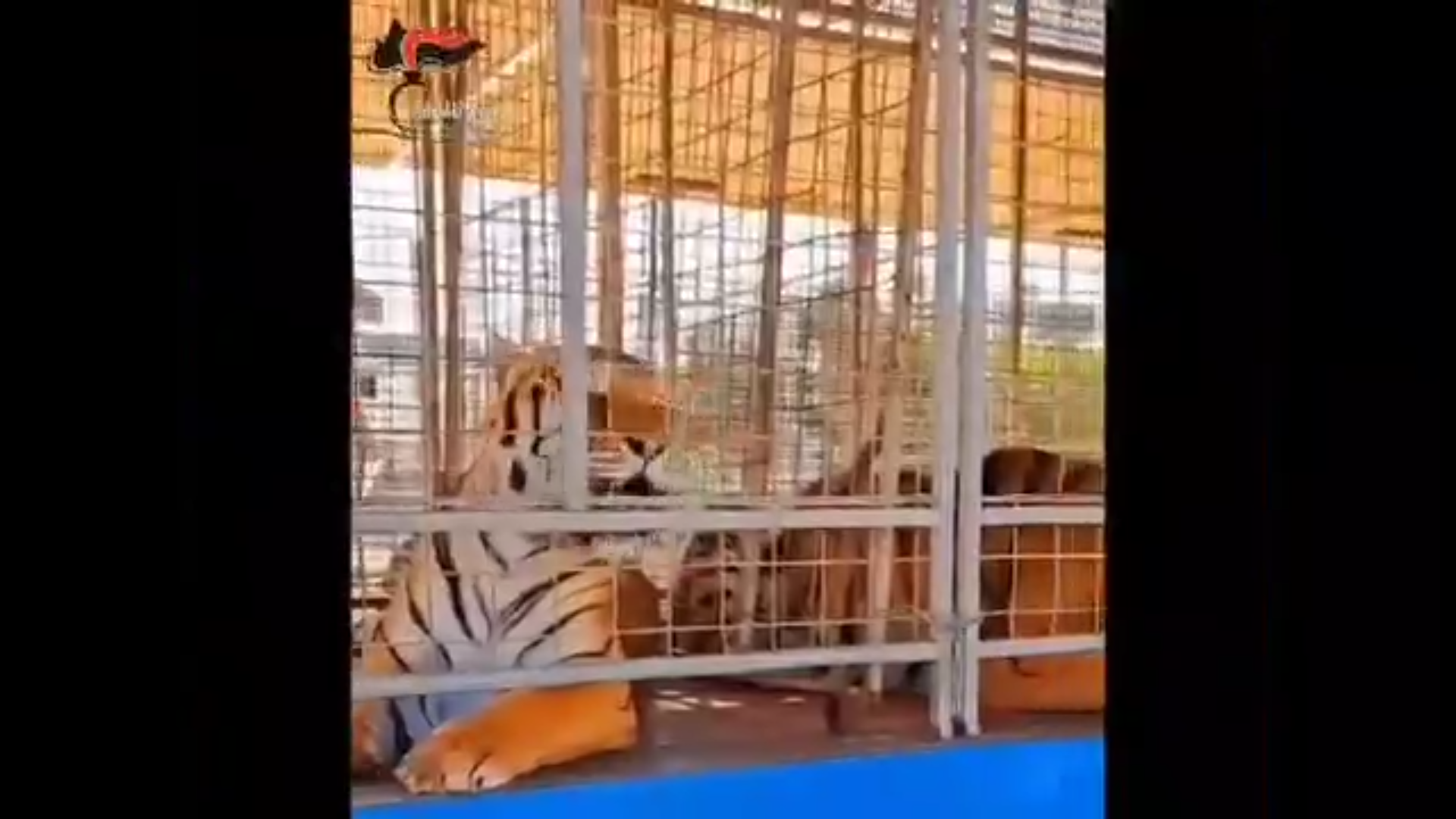 due leoni e due tigri detenuti illegalmente sequestro in un circo nel brindisino il video dei carabinieri
