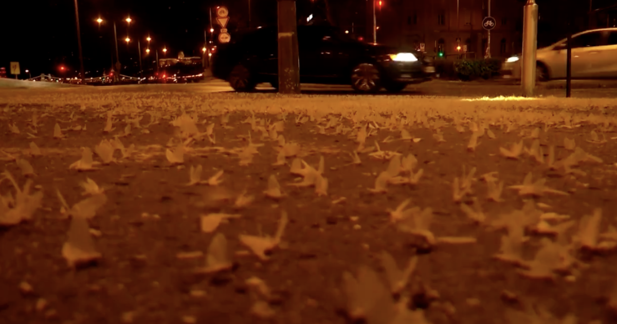 Invasioni di farfalline “effimere” sulle acque del Danubio: gli scienziati esultano. Ecco perché – VIDEO