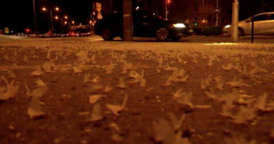 Copertina di Invasioni di farfalline “effimere” sulle acque del Danubio: gli scienziati esultano. Ecco perché – VIDEO