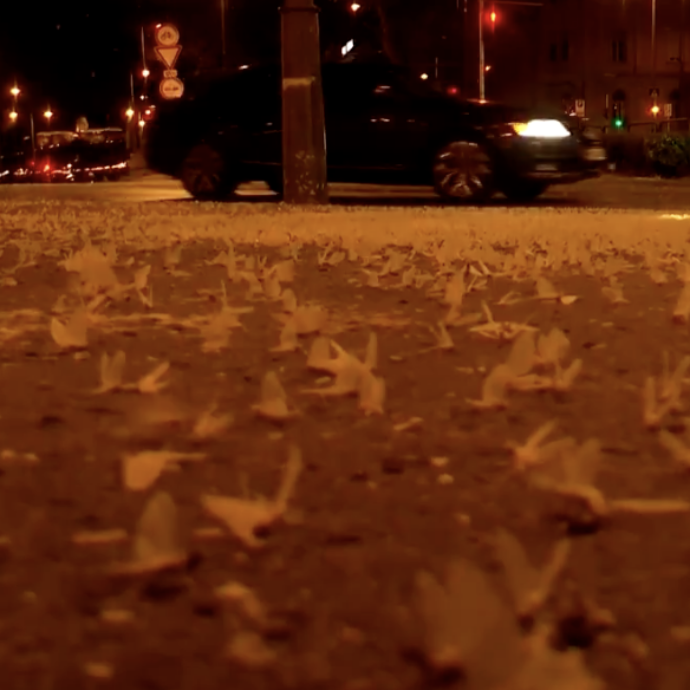 Invasioni di farfalline “effimere” sulle acque del Danubio: gli scienziati esultano. Ecco perché – VIDEO