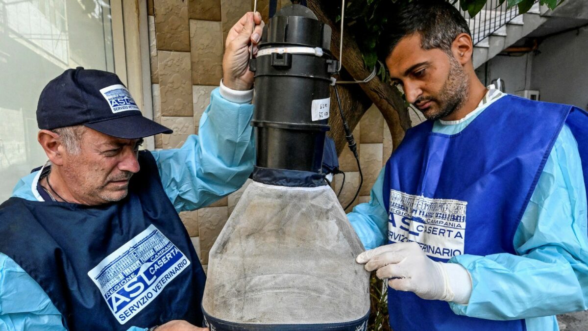 west nile e caldo estremo ricoveri per il virus delle zanzare in sei regioni la prevenzione per evitare il numero di infezioni e gli oltre 30 decessi del 2025 da Ilfattoquotidiano.it west nile e caldo estremo ricoveri per il virus delle zanzare in sei regioni la prevenzione per evitare il numero di infezioni e gli oltre 30 decessi del 2025