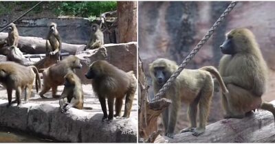 Copertina di “Soppressi 12 babbuini della Guinea per sovrannumero allo zoo di Norimberga”: polemiche infuocate in Germania