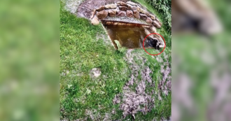 Copertina di La nuova vita dell’orsa JJ4 nel parco della Foresta Nera in Germania: il video della “liberazione” nel centro