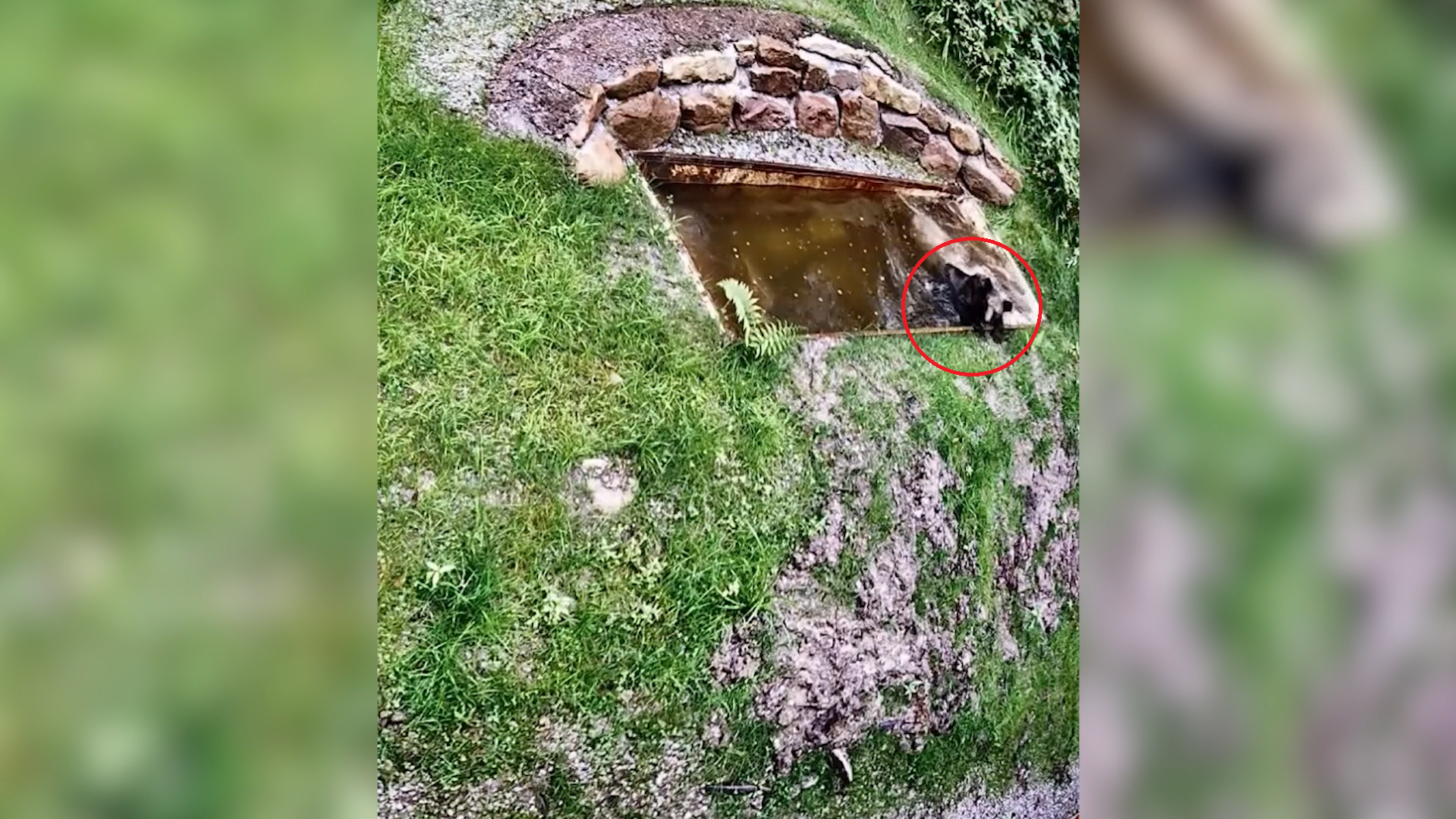 la nuova vita dell8217orsa jj4 nel parco della foresta nera in germania il video della liberazione nel centro