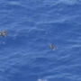 Copertina di Sea Watch: “Due bimbi morti al largo della Tunisia. Frontex aveva visto la barca in difficoltà, ma se ne è andata”