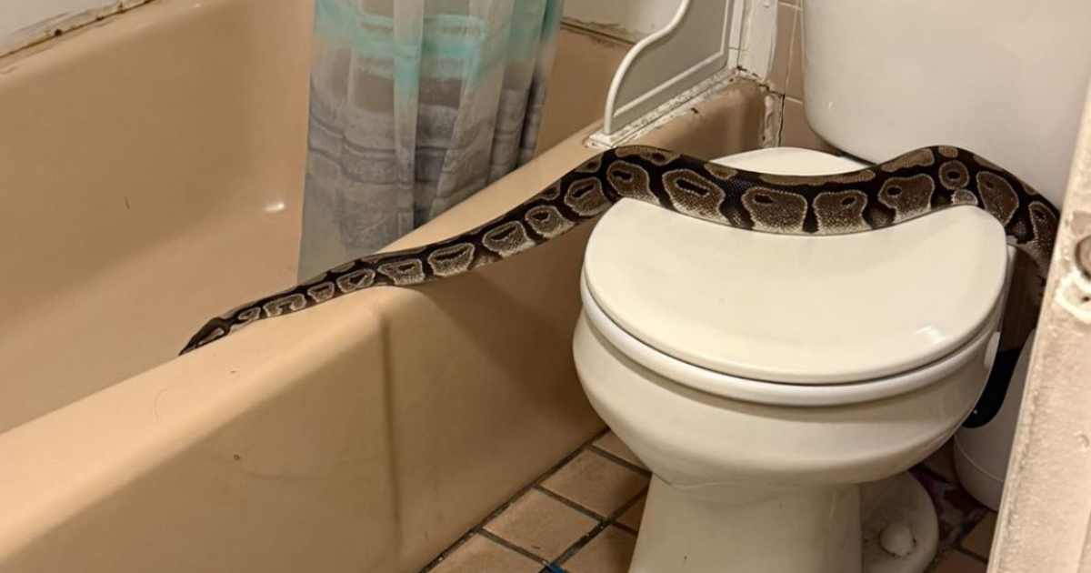 Donna trova un enorme pitone sul suo water. La polizia lo cattura: “È docile, amichevole ed è chiaramente un animale domestico. Il proprietario si faccia avanti”