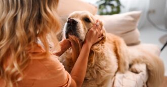 Cani in condominio sempre permessi? Cosa dice davvero la legge