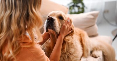Copertina di “Mia sorella è una scroccona per prendersi l’eredità di mia zia si è occupata del suo cane. Quei soldi erano destinati a me!”: scatta la faida in famiglia